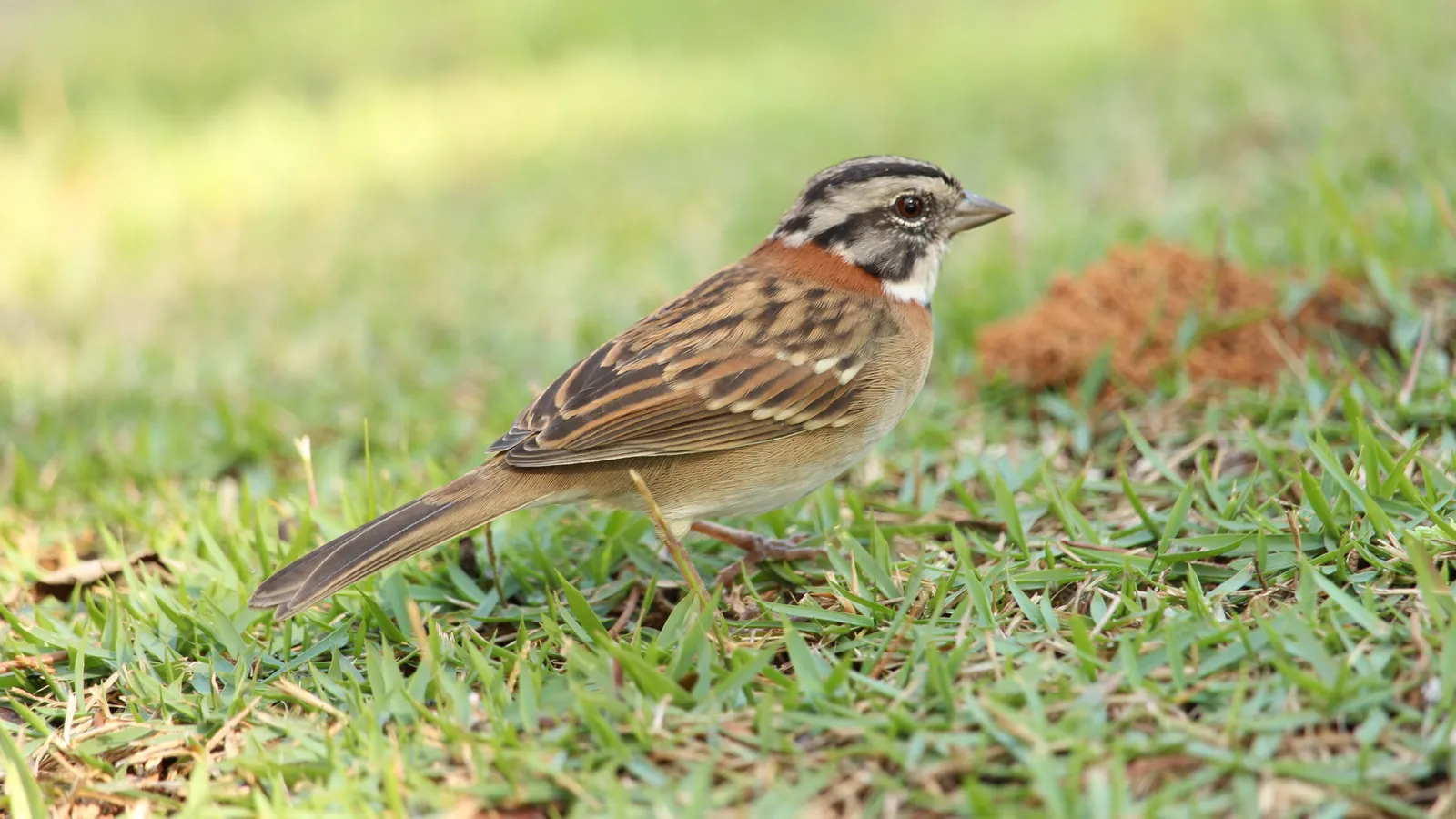 Do bem-te-vi ao tucano: as 22 ruas com nomes de aves do Portal dos Pássaros, em Boituva