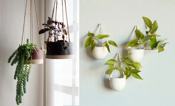 Plantas Penduradas