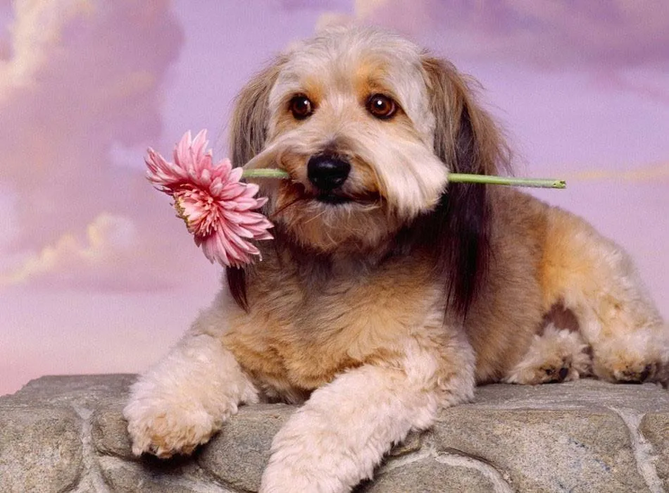 OS 10 MANDAMENTOS DE UM CÃO