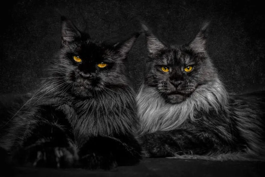 Maine coon onde comprar