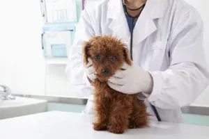 veterinários para Ibiúna