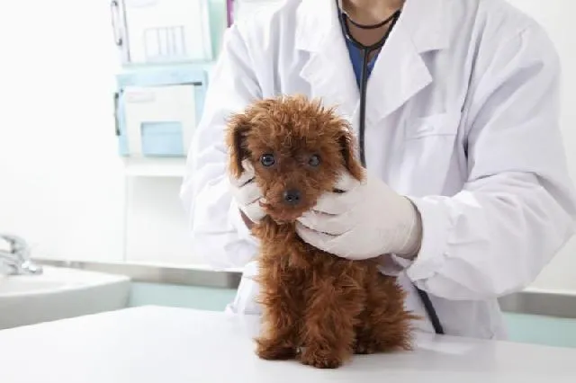 Clinica Veterinária Ibiúna