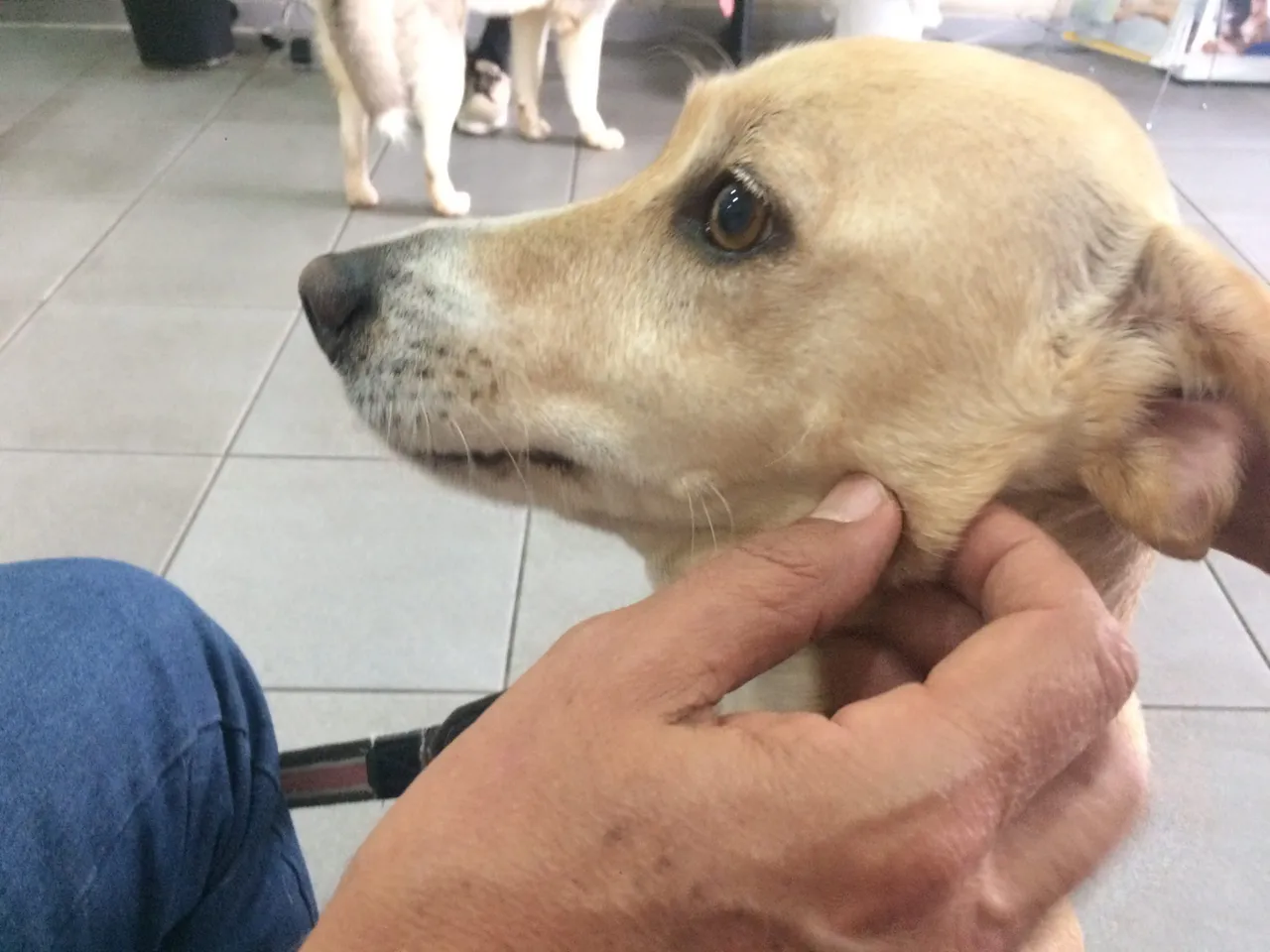 Feira de adoção de cães no Parque Campolim