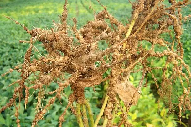 Praga da Soja: Nematoides