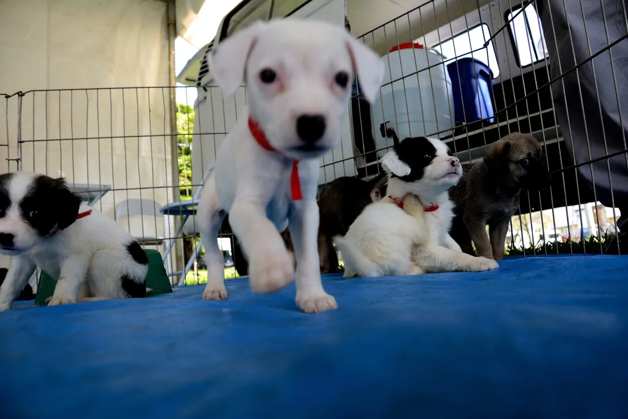 Feira de adoção de filhotes em Sorocaba abre inscrições nesta segunda-feira