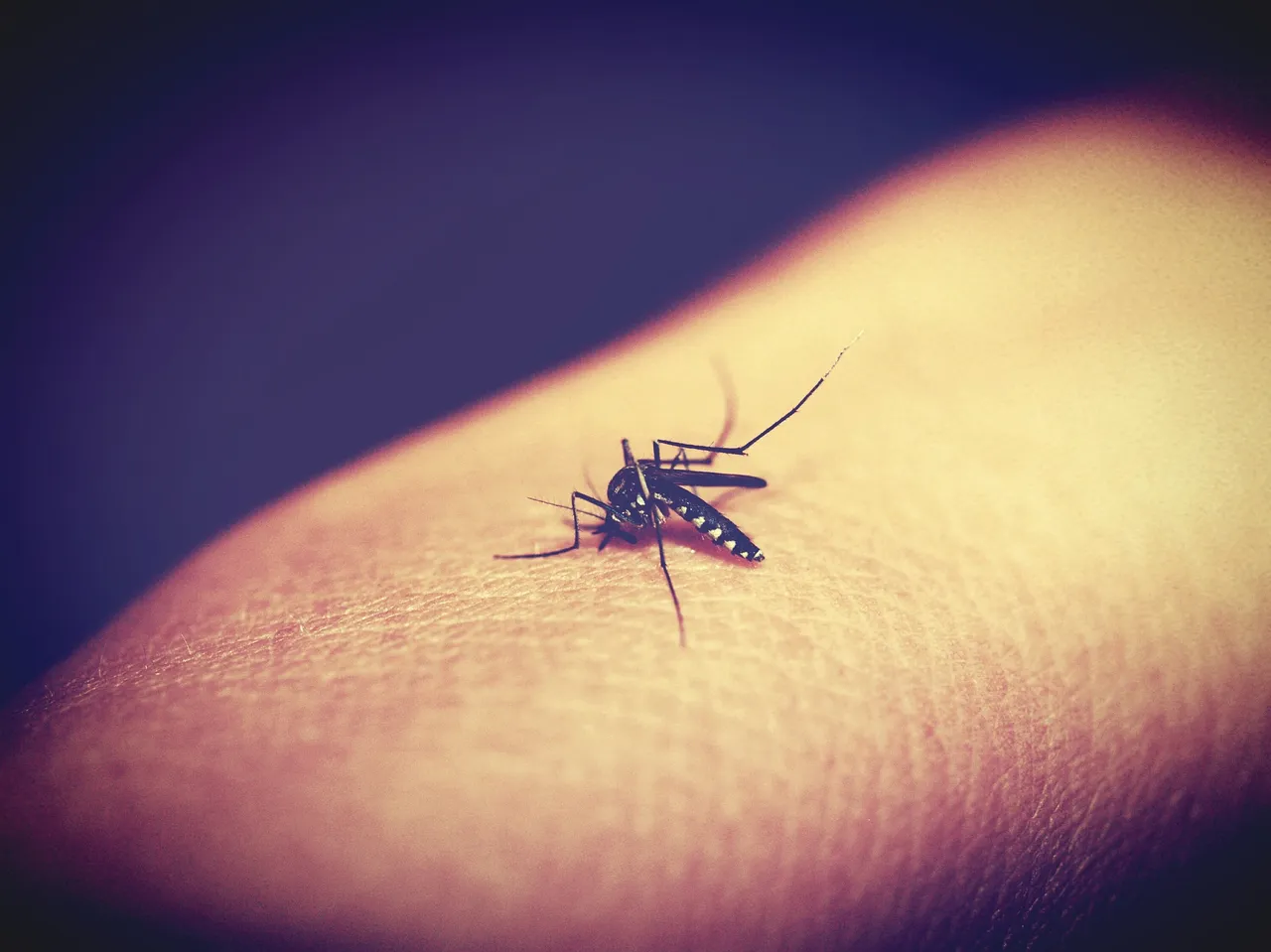 Dengue: Sorocaba tem mais de mil casos confirmados