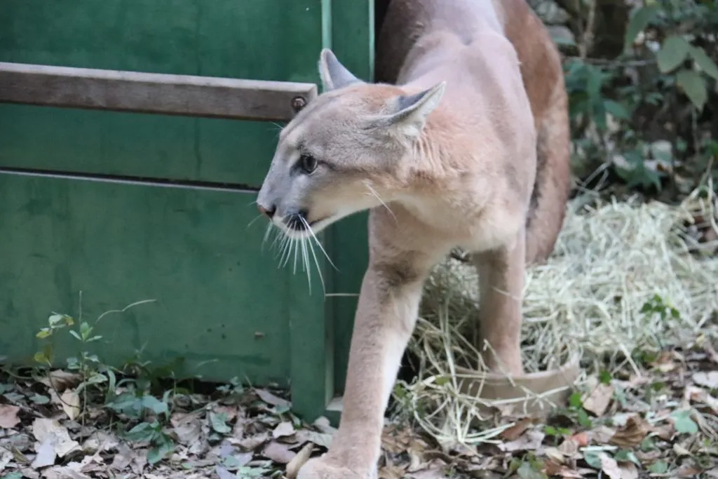 Zoológico de Sorocaba faz soltura de onça-parda na Floresta Nacional de Ipanema