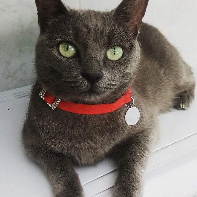Outubro Rosa: mês de conscientização ao câncer de mama também chama atenção para a doença em felinos