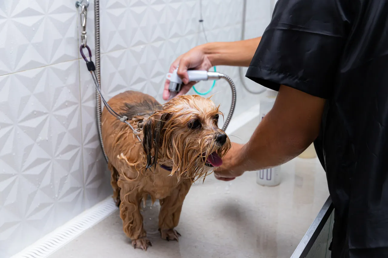 Banho pra cachorro!