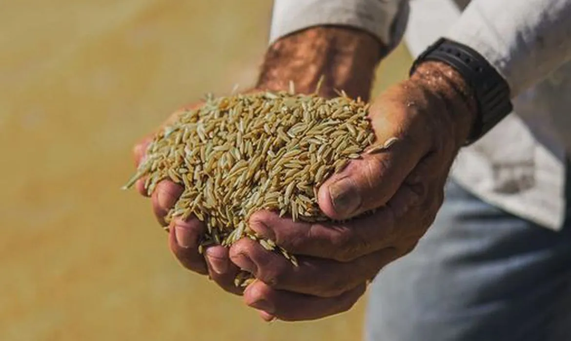 COISA NOSSA: Arroz anã pode ser incluído como Indicação Geográfica no Brasil
