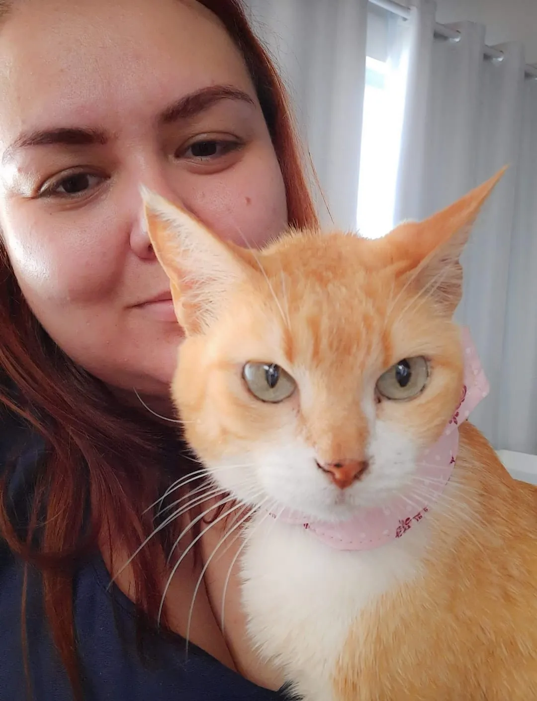 Doação de sangue também é um ato de amor entre gatos