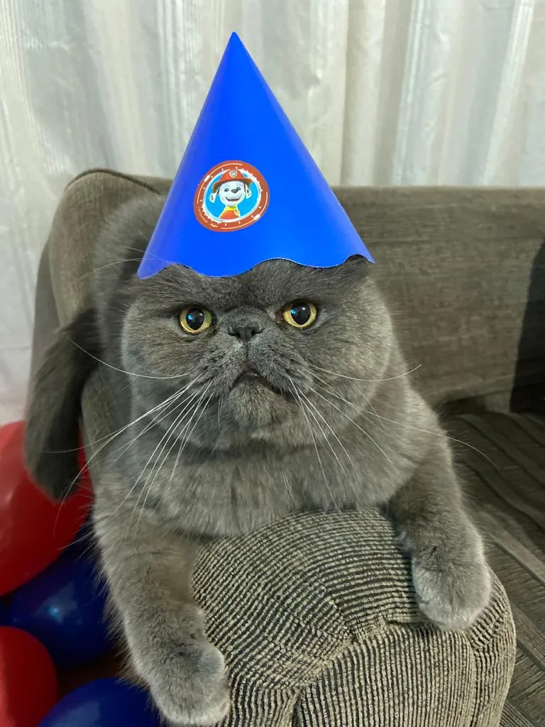 Banho e tosa em gatos têm maior procura no Natal