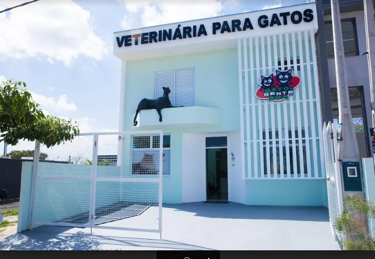 Abandono de gatos filhotes tende a aumentar no início do ano