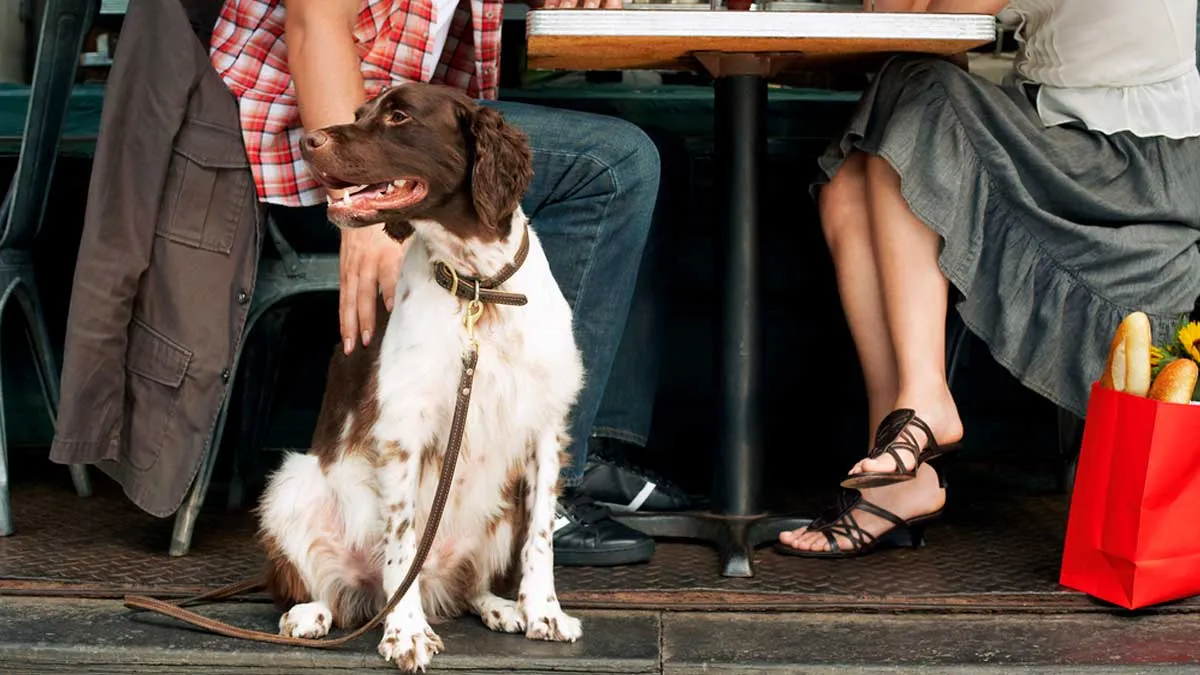 Passeios Pet Friendly em Sorocaba: Onde Levar Seu Melhor Amigo de 4 Patas