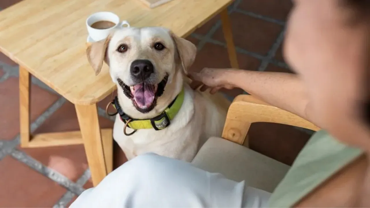 Restaurantes Pet Friendly em Sorocaba: 5 Lugares Para Curtir com Seu Pet